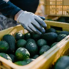 W jakim kraju rośnie awokado? Odkryj największe producenty tego owocu