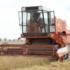 Ile kosztuje kwintal jęczmienia w Radomiu? Ceny, które zaskakują