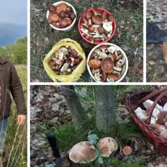 Gdzie na grzyby Szczecin? Odkryj najlepsze miejsca na grzybobranie
