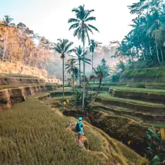 Tarasy ryżowe na Bali z widokiem na palmowy las i turystę.