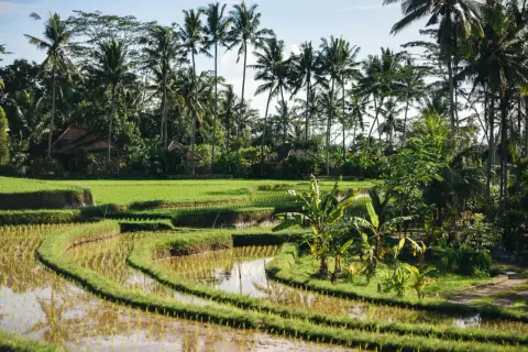 Tarasy ryżowe na Bali, otoczone palmami i tropikalną roślinnością, tworzą idylliczny krajobraz. To idealne miejsce na wiza na Bali.