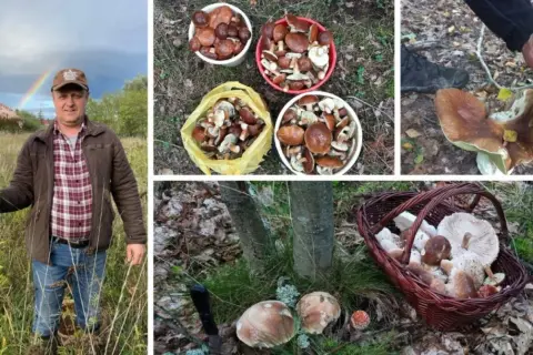 Gdzie na grzyby Szczecin? Odkryj najlepsze miejsca na grzybobranie