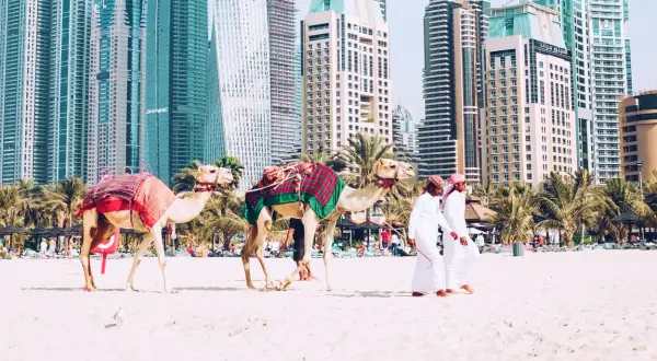 Dwa wielbłądy na plaży w Dubaju, z palmami i drapaczami chmur w tle. Zastanawiasz się, ile się leci z Polski do Dubaju?