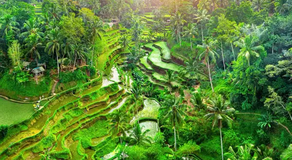 Zielone tarasy ryżowe i palmy na Bali, idealne na wycieczki po Indonezji. Słońce przebija się przez gęstą roślinność.