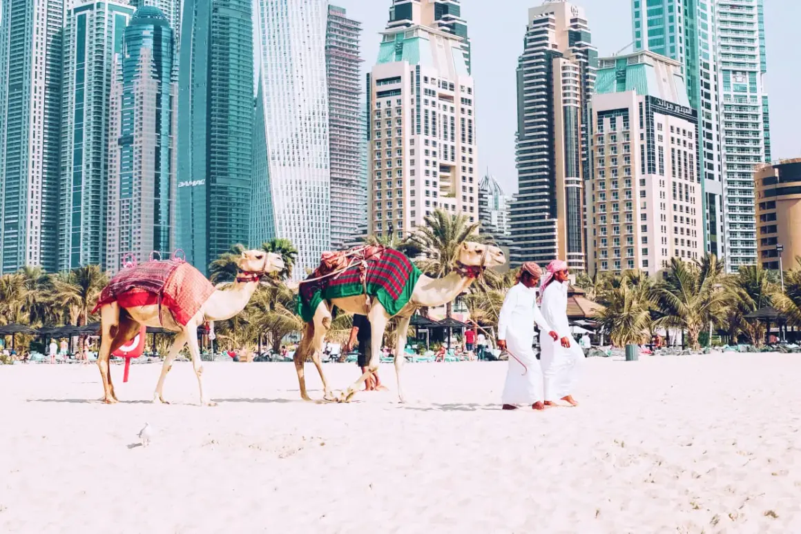 Dwa wielbłądy na plaży w Dubaju, z palmami i drapaczami chmur w tle. Zastanawiasz się, ile się leci z Polski do Dubaju?