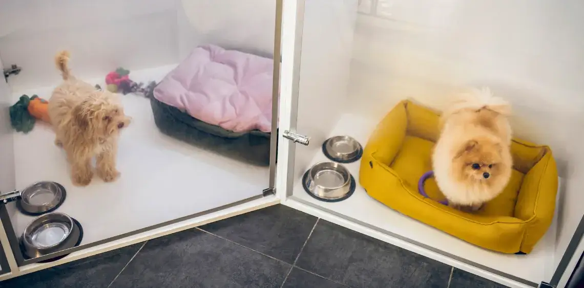 Zdjęcie Ile kosztuje hotel dla psa? Ceny i co wpływa na wydatki