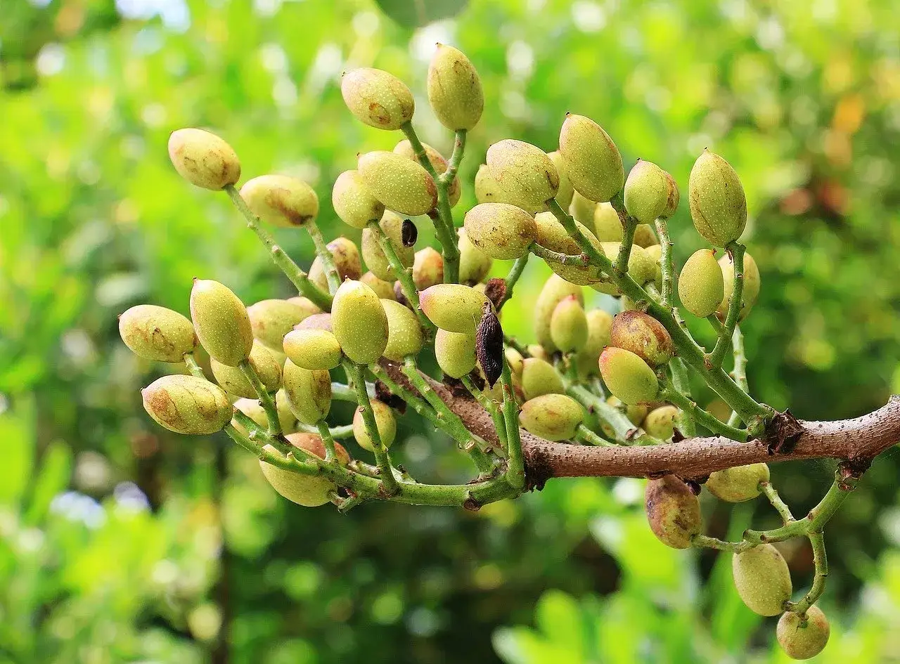 Zdjęcie W jakim kraju rosną pistacje? Odkryj największe producentów i warunki uprawy