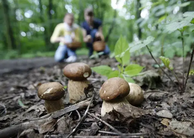 Zdjęcie Gdzie na grzyby Szczecin? Odkryj najlepsze miejsca na grzybobranie
