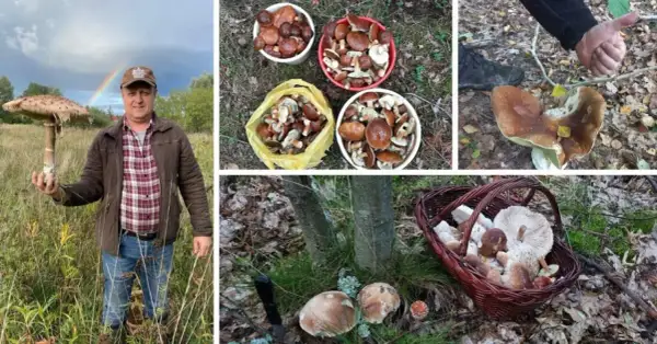 Gdzie na grzyby Szczecin? Odkryj najlepsze miejsca na grzybobranie